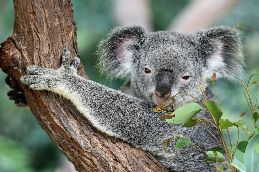 The Ultimate Australia Travel Guide 2026